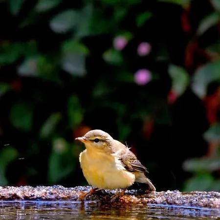 Lamparinas 3* Ponte de Lima