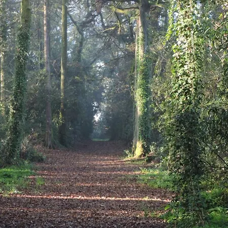 Lamparinas Ponte de Lima
