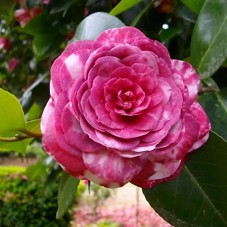 Lamparinas 3* Ponte de Lima