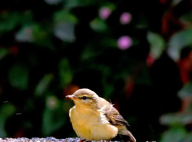 Lamparinas 3* Ponte de Lima