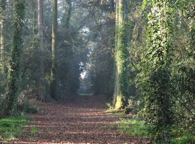 Lamparinas Ponte de Lima