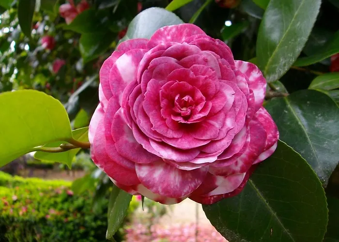 Lamparinas 3* Ponte de Lima